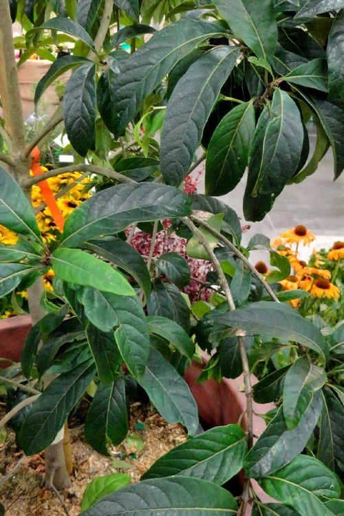 Spring Fleecing Fringe Tree (Chionanthus Virginicus) - 7 Gallon Pot (4-5') 7 Spring Fleecing Fringe Tree (Chionanthus Virginicus) - 7 Gallon Pot (4-5') - Image 5