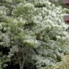 Spring Fleecing Fringe Tree (Chionanthus Virginicus) - 7 Gallon Pot (4-5') 1 Spring Fleecing Fringe Tree (Chionanthus Virginicus) - 7 Gallon Pot (4-5') -Garden Outdoor Plant Store chionanthus virginicus spring fleecing fringe tree 5