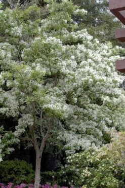 Spring Fleecing Fringe Tree (Chionanthus Virginicus) - 7 Gallon Pot (4-5')