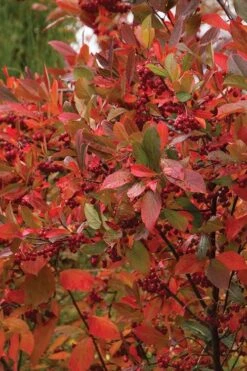 Brilliantissima Aronia (Red Chokeberry) - 3 Gallon Pot -Garden Outdoor Plant Store chokeberry brilliantissima aronia 500x750 1