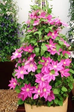 Abilene Clematis - 1 Gallon Pot -Garden Outdoor Plant Store clematis abilene 13