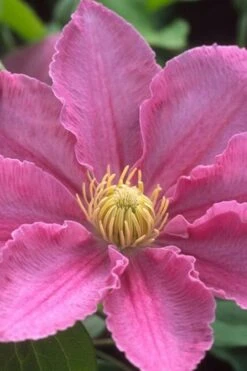 Abilene Clematis - 1 Gallon Pot -Garden Outdoor Plant Store clematis abilene 500x750 1