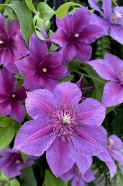 Adam's Courage Clematis - 1 Gallon Pot 9 Adam's Courage Clematis - 1 Gallon Pot -Garden Outdoor Plant Store clematis adams courage 2