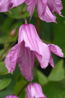 Alionushka Clematis - 1 Gallon Pot -Garden Outdoor Plant Store clematis alionushka 5