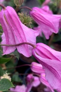 Alionushka Clematis - 1 Gallon Pot -Garden Outdoor Plant Store clematis alionushka 500x750 1