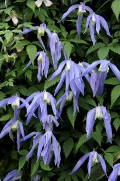 Blue Dancer Clematis - 1 Gallon Pot 13 Blue Dancer Clematis - 1 Gallon Pot -Garden Outdoor Plant Store clematis alpina blue dancer 3