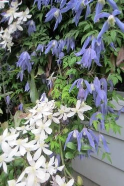 Blue Dancer Clematis - 1 Gallon Pot 14 Blue Dancer Clematis - 1 Gallon Pot -Garden Outdoor Plant Store clematis alpina blue dancer 5