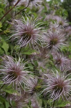 Blue Dancer Clematis - 1 Gallon Pot 15 Blue Dancer Clematis - 1 Gallon Pot -Garden Outdoor Plant Store clematis alpina blue dancer 8