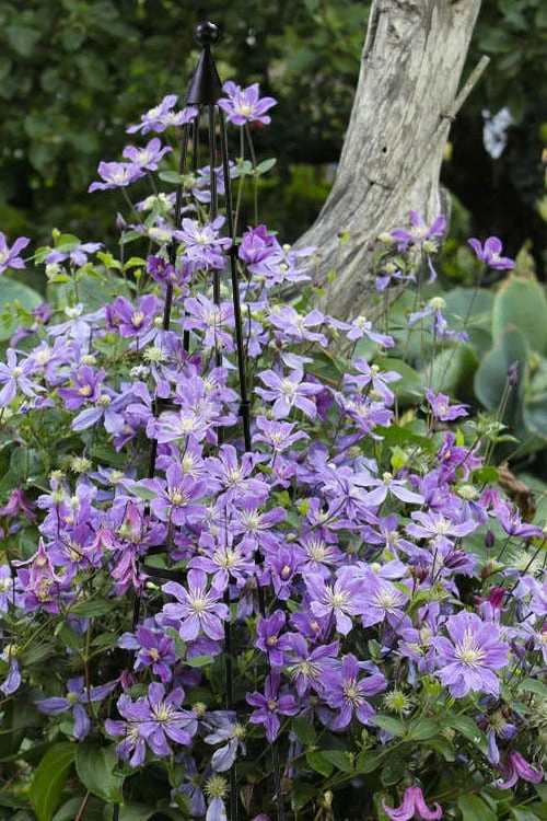 Arabella Clematis - 1 Gallon Pot 6 Arabella Clematis - 1 Gallon Pot - Image 4