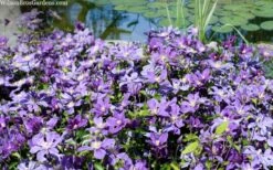 Arabella Clematis - 1 Gallon Pot 18 Arabella Clematis - 1 Gallon Pot -Garden Outdoor Plant Store clematis arabella 12
