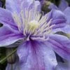 Arabella Clematis - 1 Gallon Pot -Garden Outdoor Plant Store clematis arabella 15