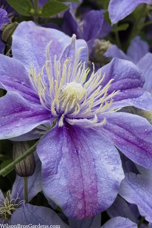 Arabella Clematis - 1 Gallon Pot 3 Arabella Clematis - 1 Gallon Pot