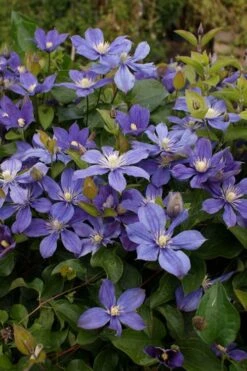 Arabella Clematis - 1 Gallon Pot 19 Arabella Clematis - 1 Gallon Pot -Garden Outdoor Plant Store clematis arabella 3