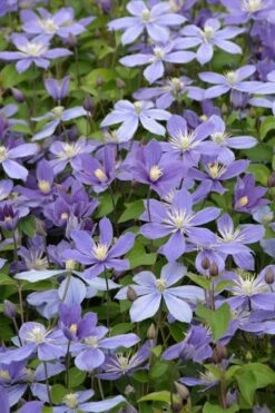 Arabella Clematis - 1 Gallon Pot 17 Arabella Clematis - 1 Gallon Pot -Garden Outdoor Plant Store clematis arabella 5