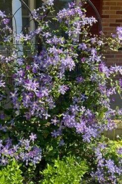 Arabella Clematis - 1 Gallon Pot 16 Arabella Clematis - 1 Gallon Pot -Garden Outdoor Plant Store clematis arabella 6