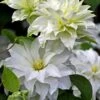Arctic Queen Clematis - 1 Gallon Pot -Garden Outdoor Plant Store clematis arctic queen 10