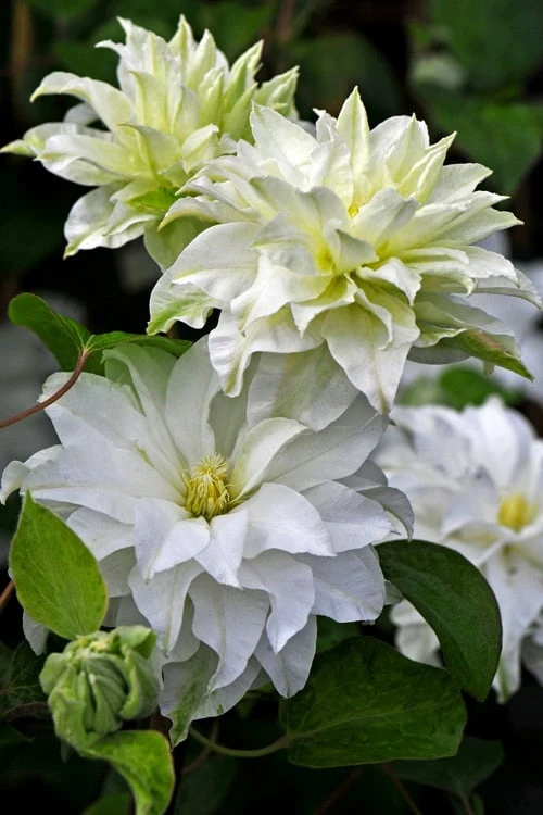Arctic Queen Clematis - 1 Gallon Pot 3 Arctic Queen Clematis - 1 Gallon Pot