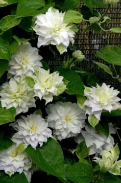 Arctic Queen Clematis - 1 Gallon Pot 13 Arctic Queen Clematis - 1 Gallon Pot -Garden Outdoor Plant Store clematis arctic queen 12