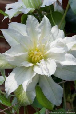 Arctic Queen Clematis - 1 Gallon Pot 17 Arctic Queen Clematis - 1 Gallon Pot -Garden Outdoor Plant Store clematis arctic queen 8