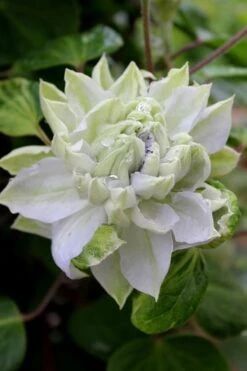 Arctic Queen Clematis - 1 Gallon Pot 14 Arctic Queen Clematis - 1 Gallon Pot -Garden Outdoor Plant Store clematis arctic queen 9