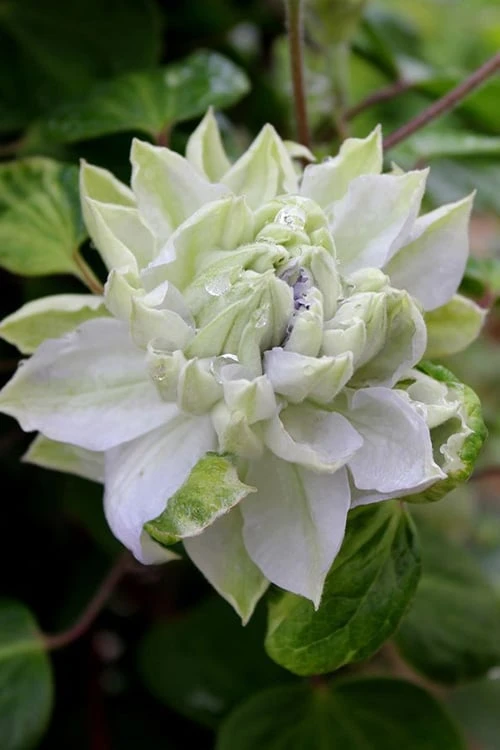 Arctic Queen Clematis - 1 Gallon Pot 7 Arctic Queen Clematis - 1 Gallon Pot - Image 5