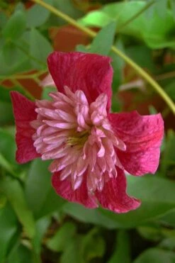 Avant-Garde Clematis - 1 Gallon Pot -Garden Outdoor Plant Store clematis avant garde 1