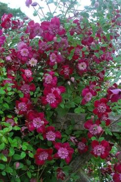 Avant-Garde Clematis - 1 Gallon Pot -Garden Outdoor Plant Store clematis avant garde 11