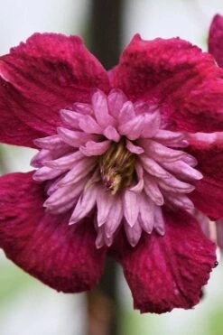 Avant-Garde Clematis - 1 Gallon Pot -Garden Outdoor Plant Store clematis avant garde 4