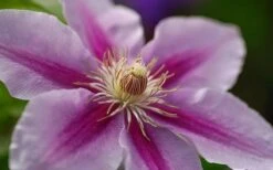 Bees Jubilee Clematis - 1 Gallon Pot -Garden Outdoor Plant Store clematis bees jubilee 10