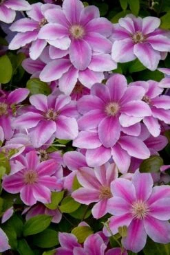 Bees Jubilee Clematis - 1 Gallon Pot -Garden Outdoor Plant Store clematis bees jubilee 13