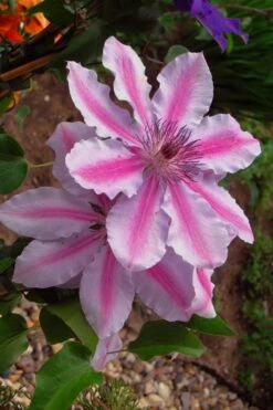 Bees Jubilee Clematis - 1 Gallon Pot -Garden Outdoor Plant Store clematis bees jubilee 5