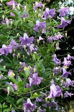 Betty Corning Clematis - 1 Gallon Pot 11 Betty Corning Clematis - 1 Gallon Pot -Garden Outdoor Plant Store clematis betty corning 2