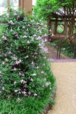 Betty Corning Clematis - 1 Gallon Pot 13 Betty Corning Clematis - 1 Gallon Pot -Garden Outdoor Plant Store clematis betty corning 6