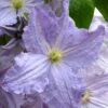Blue Angel Clematis - 1 Gallon Pot 1 Blue Angel Clematis - 1 Gallon Pot -Garden Outdoor Plant Store clematis blue angel 1