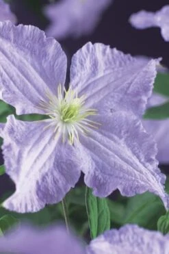 Blue Angel Clematis - 1 Gallon Pot -Garden Outdoor Plant Store clematis blue angel 2