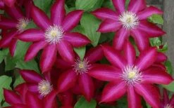 Bourbon Clematis - 1 Gallon Pot -Garden Outdoor Plant Store clematis bourbon 4