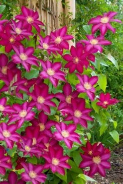 Bourbon Clematis - 1 Gallon Pot -Garden Outdoor Plant Store clematis bourbon 5