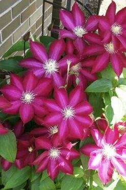 Bourbon Clematis - 1 Gallon Pot -Garden Outdoor Plant Store clematis bourbon 8