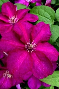 Cardinal Wyszynski Clematis - 1 Gallon Pot 13 Cardinal Wyszynski Clematis - 1 Gallon Pot -Garden Outdoor Plant Store clematis cardinal wyszynski 11