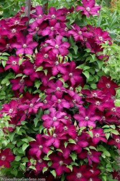 Cardinal Wyszynski Clematis - 1 Gallon Pot 11 Cardinal Wyszynski Clematis - 1 Gallon Pot -Garden Outdoor Plant Store clematis cardinal wyszynski 7