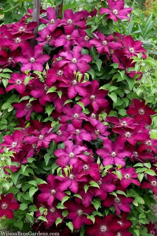 Cardinal Wyszynski Clematis - 1 Gallon Pot 6 Cardinal Wyszynski Clematis - 1 Gallon Pot - Image 4