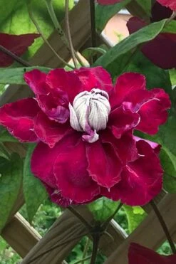 Charmaine Clematis - 1 Gallon Pot 15 Charmaine Clematis - 1 Gallon Pot -Garden Outdoor Plant Store clematis charmaine 1