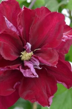 Charmaine Clematis - 1 Gallon Pot 13 Charmaine Clematis - 1 Gallon Pot -Garden Outdoor Plant Store clematis charmaine 2