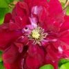 Charmaine Clematis - 1 Gallon Pot 1 Charmaine Clematis - 1 Gallon Pot -Garden Outdoor Plant Store clematis charmaine 3