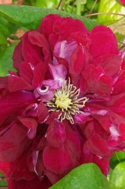 Charmaine Clematis - 1 Gallon Pot 14 Charmaine Clematis - 1 Gallon Pot -Garden Outdoor Plant Store clematis charmaine 500x750 1