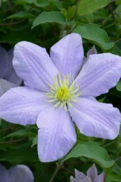Chelsea Clematis - 1 Gallon Pot 12 Chelsea Clematis - 1 Gallon Pot -Garden Outdoor Plant Store clematis chelsea 1