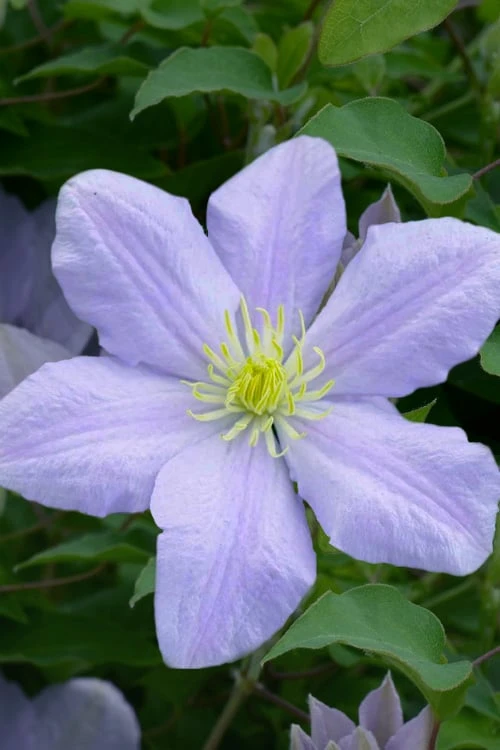 Chelsea Clematis - 1 Gallon Pot 7 Chelsea Clematis - 1 Gallon Pot - Image 5