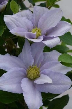 Chelsea Clematis - 1 Gallon Pot 13 Chelsea Clematis - 1 Gallon Pot -Garden Outdoor Plant Store clematis chelsea 3