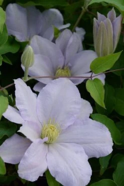 Chelsea Clematis - 1 Gallon Pot 11 Chelsea Clematis - 1 Gallon Pot -Garden Outdoor Plant Store clematis chelsea 4