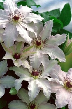 Clair De Lune Clematis - 1 Gallon Pot -Garden Outdoor Plant Store clematis clair de june 2